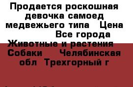 Продается роскошная девочка самоед медвежьего типа › Цена ­ 35 000 - Все города Животные и растения » Собаки   . Челябинская обл.,Трехгорный г.